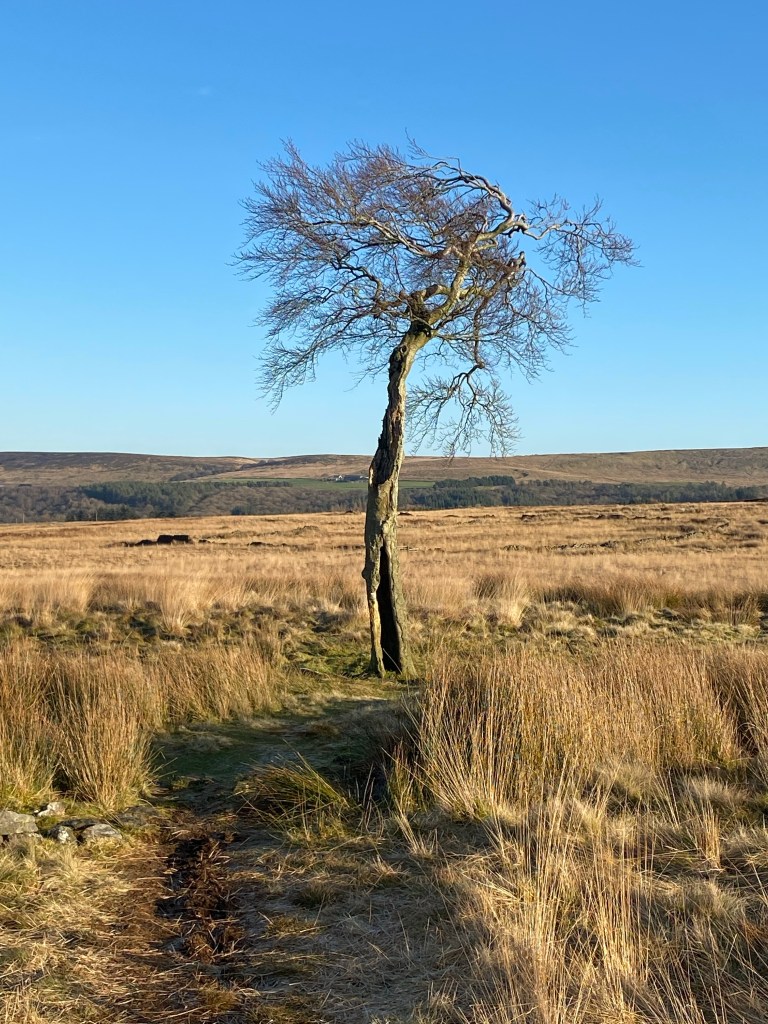 This image has an empty alt attribute; its file name is 66438235471__365cd243-a3cf-441e-987d-d863079b5837-1.jpg